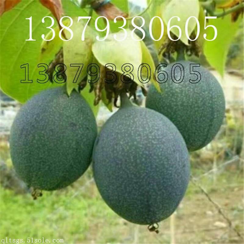 江西齊樂果蔬種植甜百香果苗 品質與價格的雙重之選