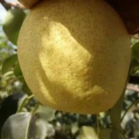乾縣酥梨批發 源頭直采的價格優勢與種植基地的全產業鏈觀察
