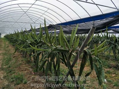 果蔬溫室大棚 現代高效種植的核心基礎設施