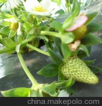 「莓」好鮮甜 上海鑫和草莓的專業供應之路