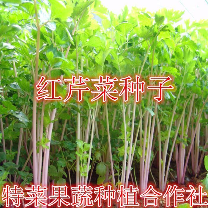 紅芹菜種子批發與果蔬種植指南 價格、廠家及種苗選購全解析
